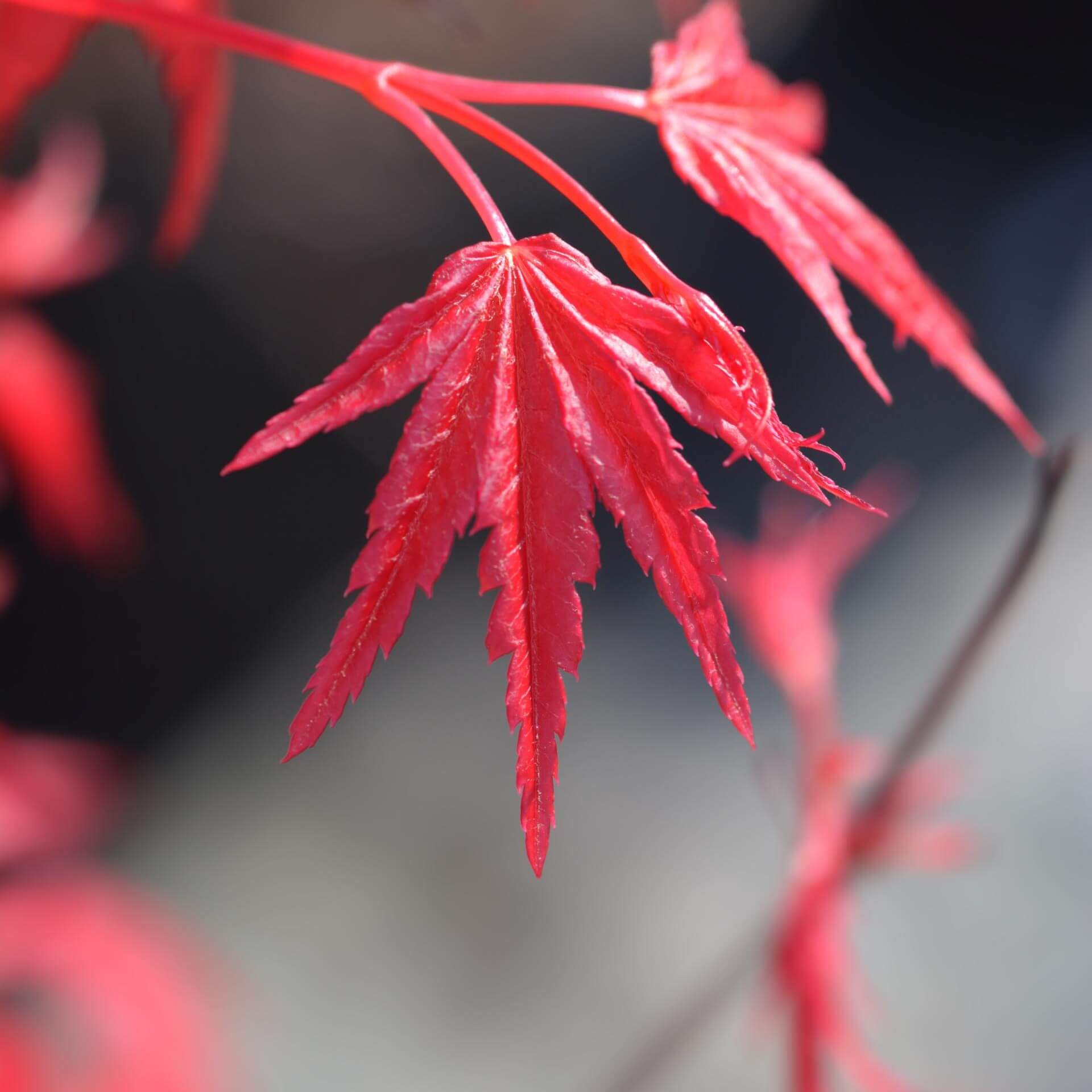 Fächer-Ahorn 'Deshojo' (Acer palmatum 'Deshojo')