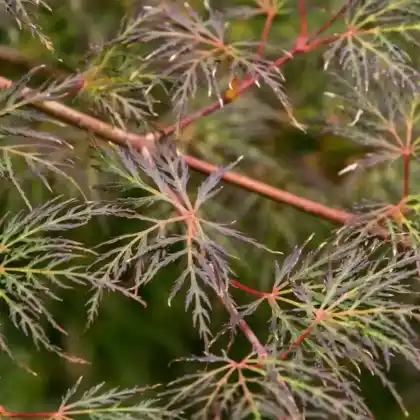 Foto von Fächer-Ahorn 'Emerald Lace' (Acer palmatum 'Emerald Lace')