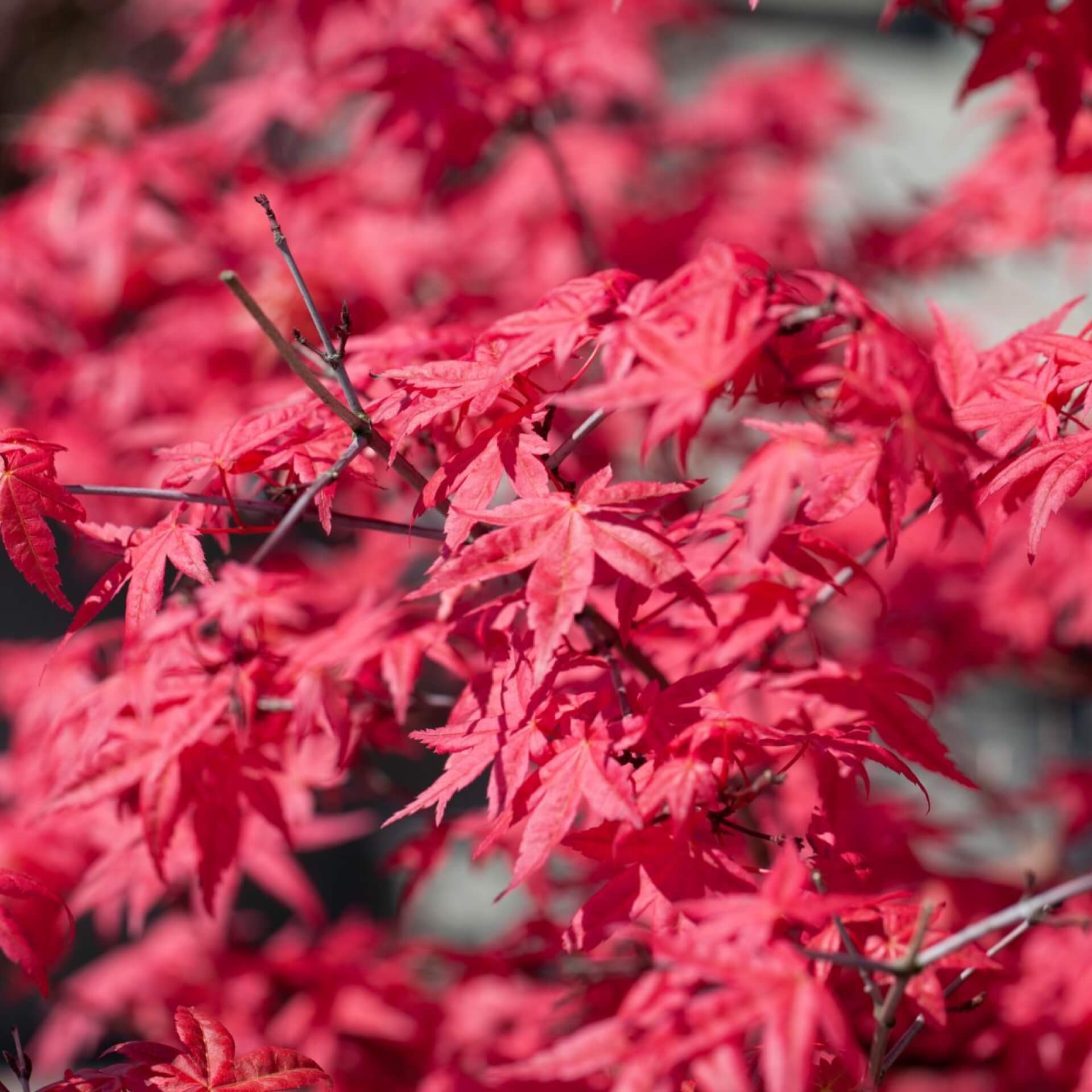 Fächer-Ahorn 'Fireglow' (Acer palmatum 'Fireglow')