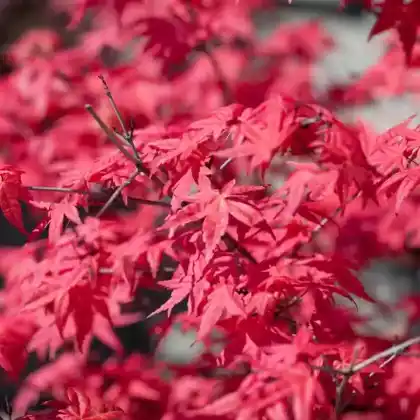 Foto von Fächer-Ahorn 'Fireglow' (Acer palmatum 'Fireglow')
