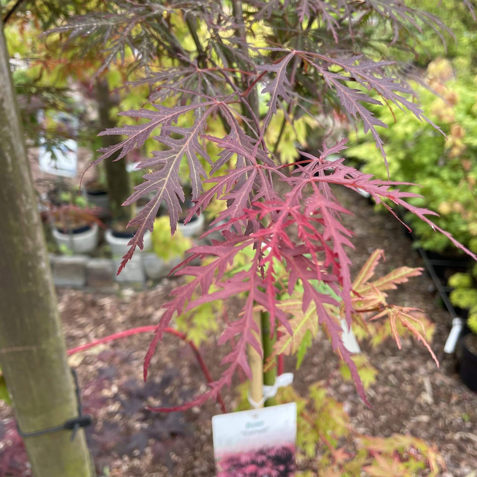 Fächer-Ahorn 'Garnet' (Acer palmatum 'Garnet')