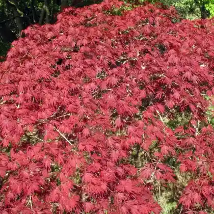 Foto von Fächer-Ahorn 'Inaba shidare' (Acer palmatum 'Inaba shidare')