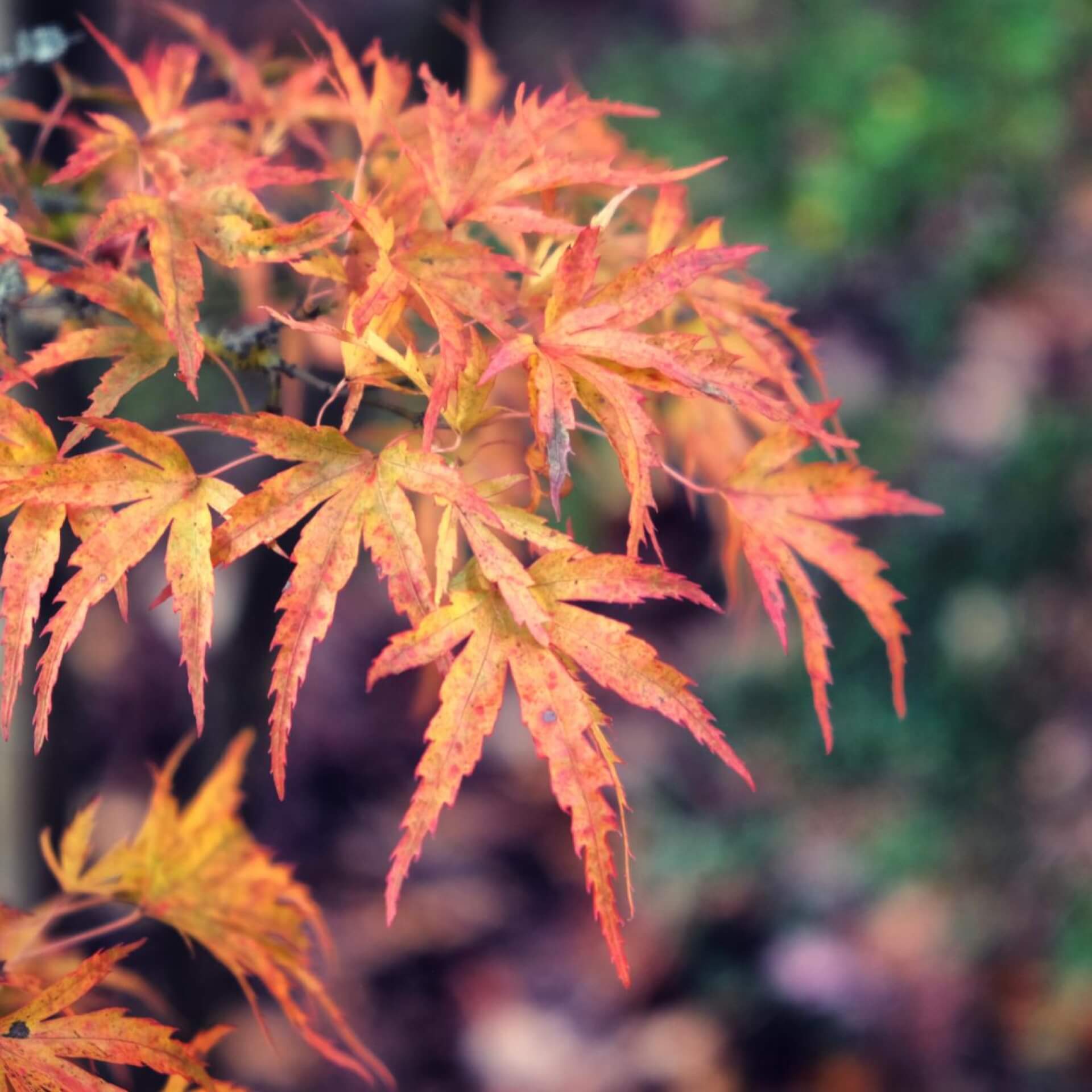 Fächer-Ahorn 'Kamagata' (Acer palmatum 'Kamagata')