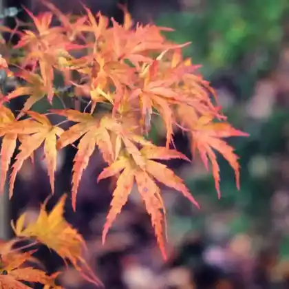 Foto von Fächer-Ahorn 'Kamagata' (Acer palmatum 'Kamagata')
