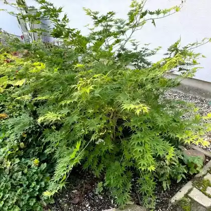 Foto von Fächer-Ahorn 'Ki hachijo' (Acer palmatum 'Ki hachijo')