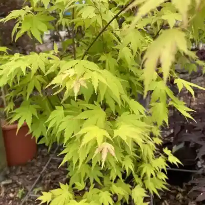 Foto von Fächer-Ahorn 'Orange Dream' (Acer palmatum 'Orange Dream')