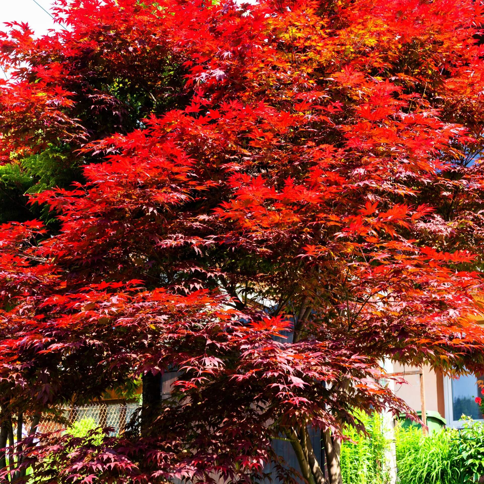 Fächer-Ahorn 'Orangeola' (Acer palmatum 'Orangeola')