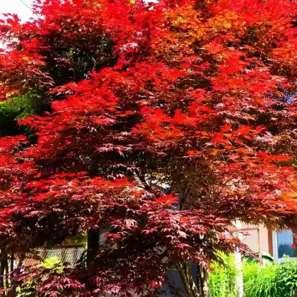 Foto von Fächer-Ahorn 'Orangeola' (Acer palmatum 'Orangeola')