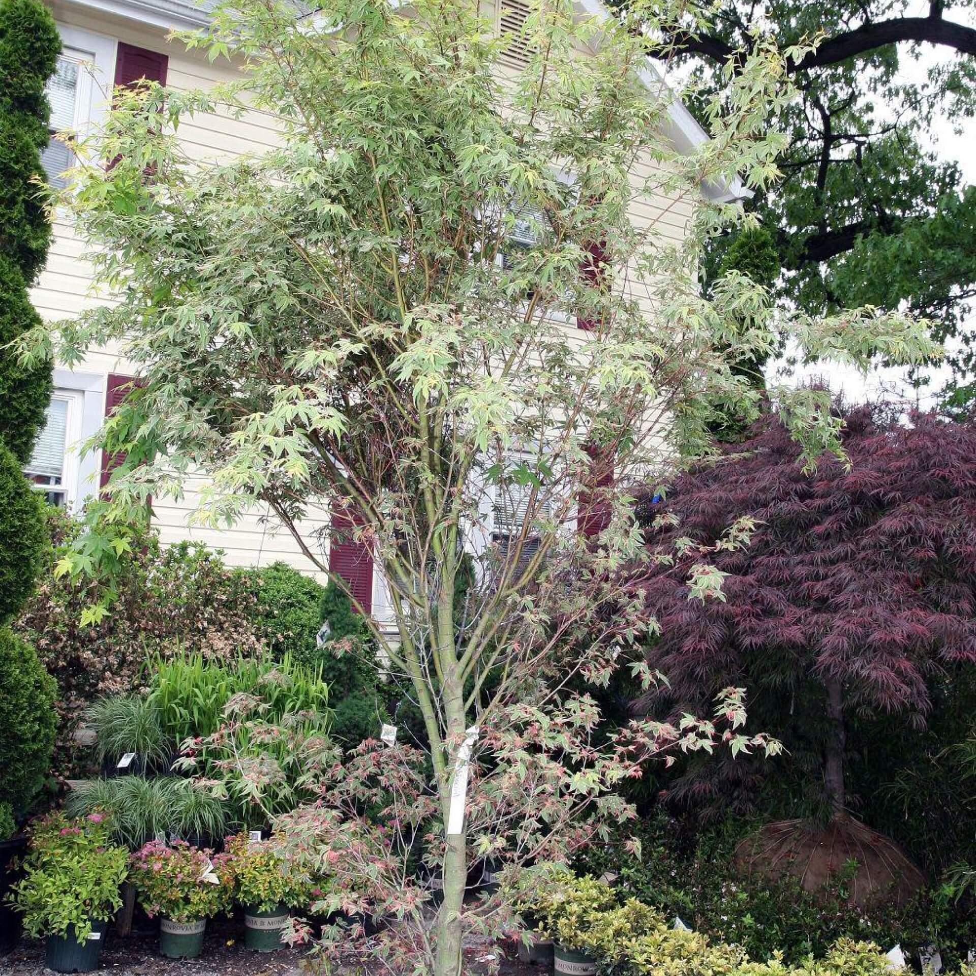 Fächer-Ahorn 'Oridono nishiki' (Acer palmatum 'Oridono nishiki')