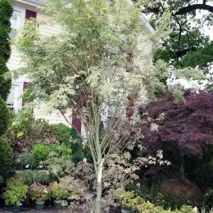 Foto von Fächer-Ahorn 'Oridono nishiki' (Acer palmatum 'Oridono nishiki')