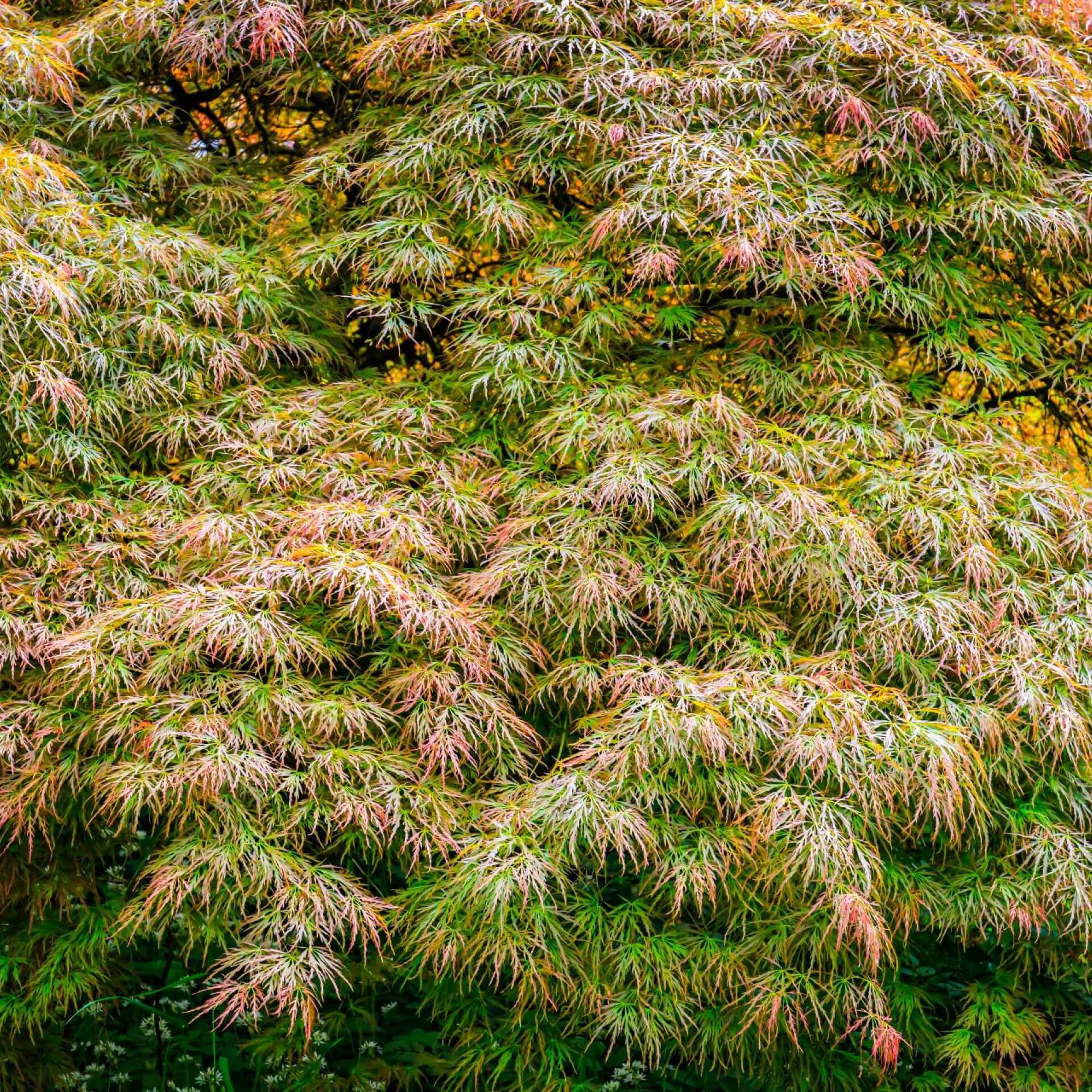 Fächer-Ahorn 'Ornatum' (Acer palmatum 'Ornatum')