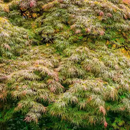 Foto von Fächer-Ahorn 'Ornatum' (Acer palmatum 'Ornatum')