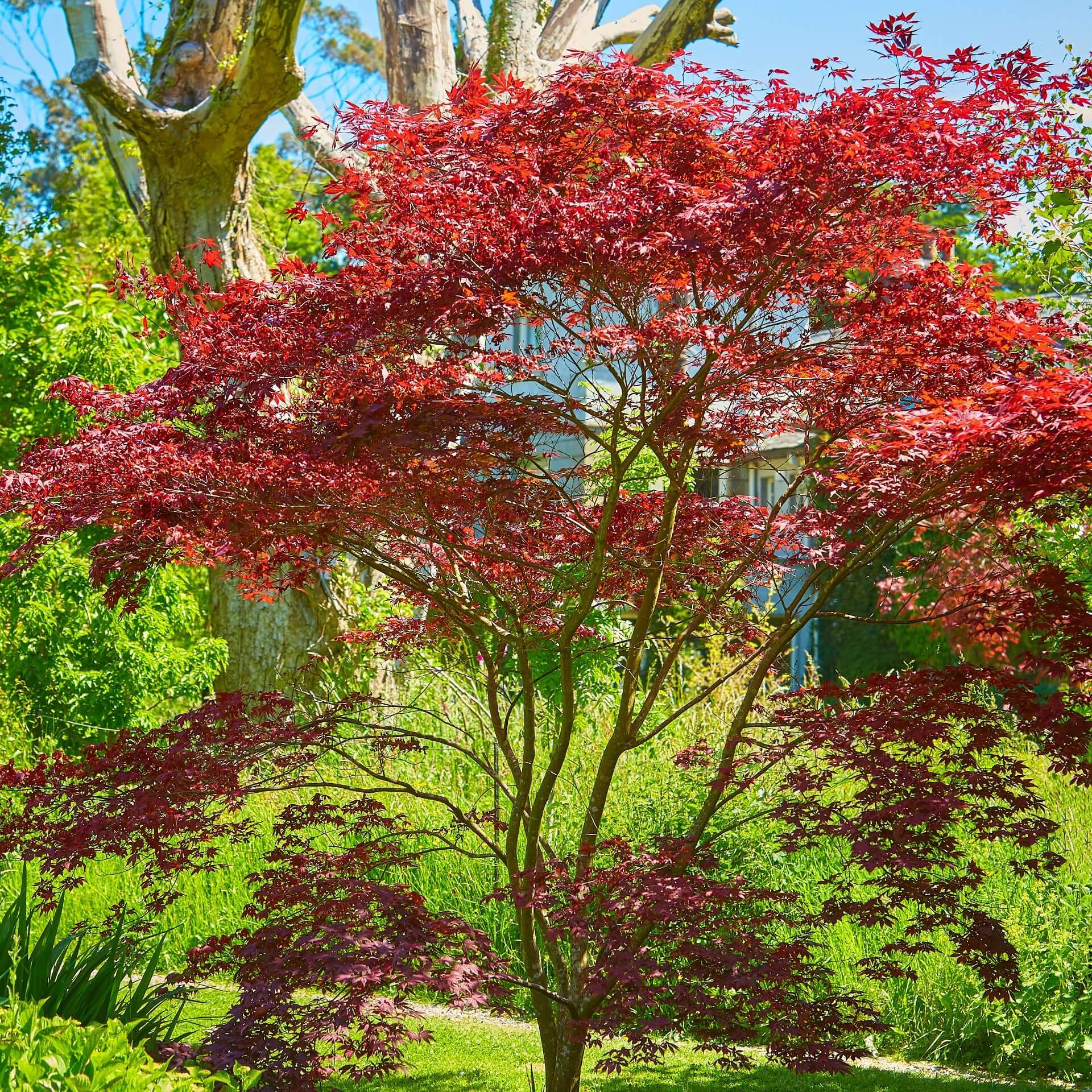 Fächer-Ahorn 'Osakazuki' (Acer palmatum 'Osakazuki')