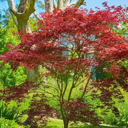 Foto von Fächer-Ahorn 'Osakazuki' (Acer palmatum 'Osakazuki')