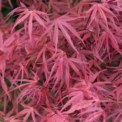 Foto von Fächer-Ahorn 'Red Pygmy' (Acer palmatum 'Red Pygmy')