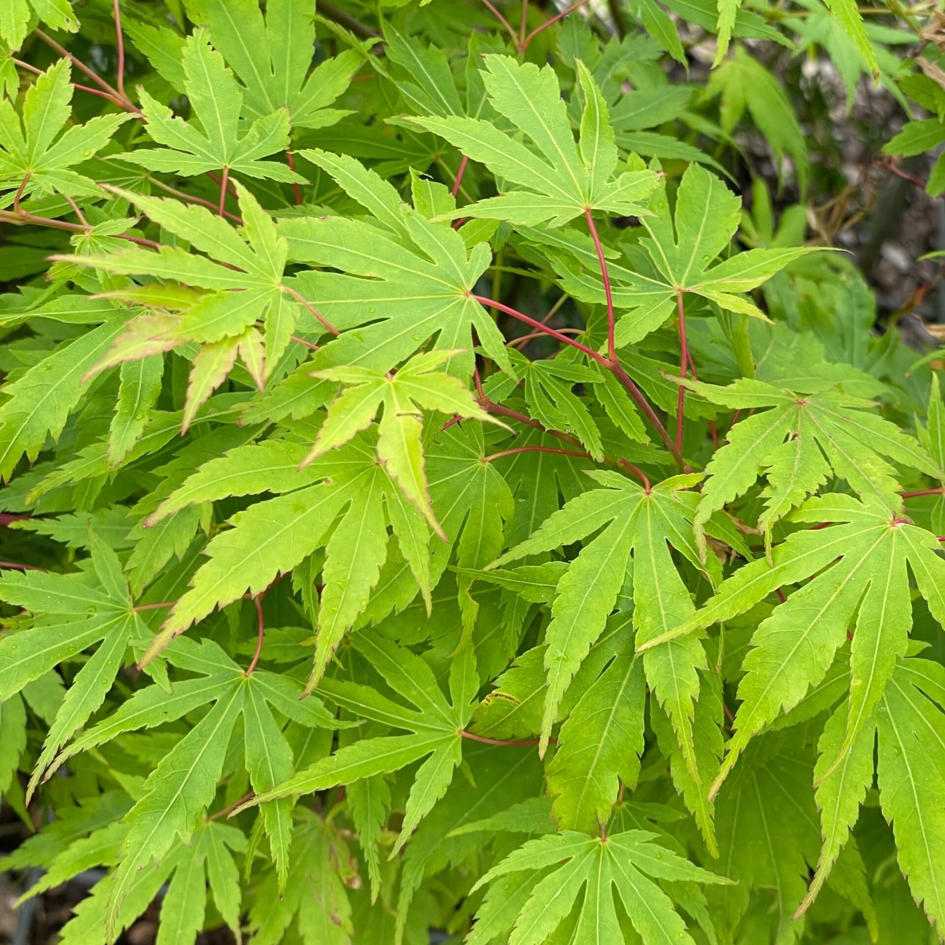 Fächer-Ahorn 'Sangokaku' (Acer palmatum 'Sangokaku')