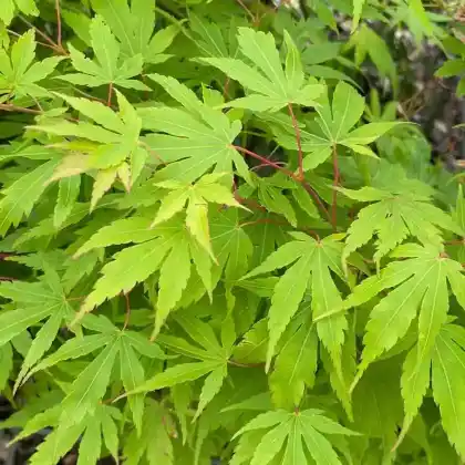 Foto von Fächer-Ahorn 'Sangokaku' (Acer palmatum 'Sangokaku')