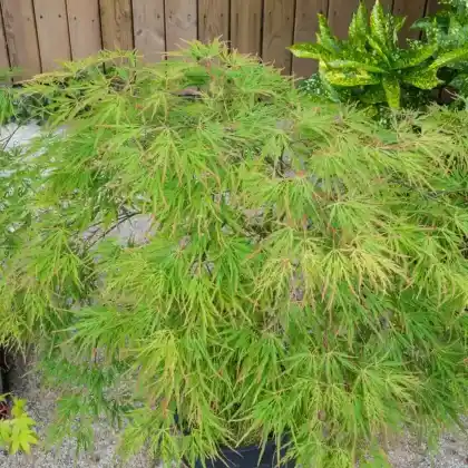 Foto von Fächer-Ahorn 'Seiryu' (Acer palmatum 'Seiryu')