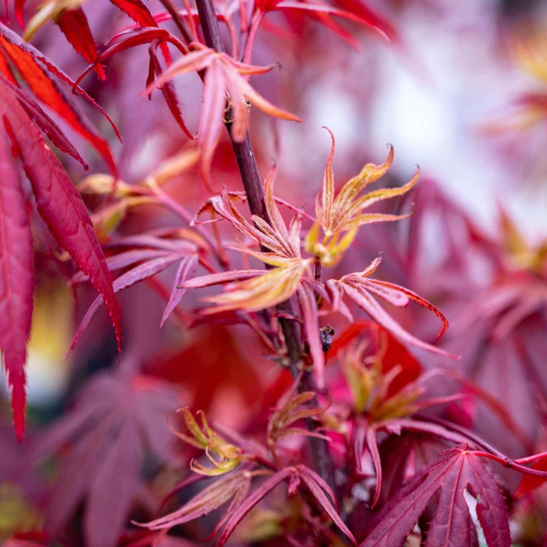 Fächer-Ahorn 'Shaina' (Acer palmatum 'Shaina')