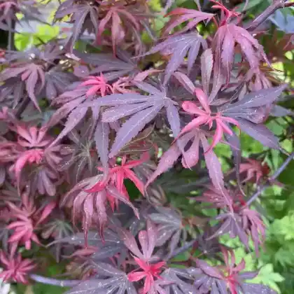 Foto von Fächer-Ahorn 'Shaina' (Acer palmatum 'Shaina')