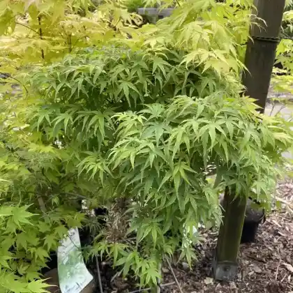 Foto von Fächer-Ahorn 'Sharp's Pygmy' (Acer palmatum 'Sharp's Pygmy')