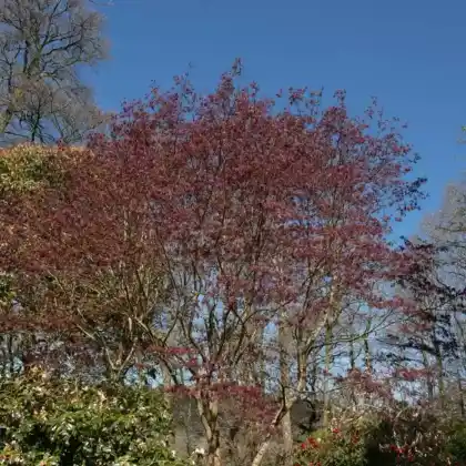 Foto von Fächer-Ahorn 'Trompenburg' (Acer palmatum 'Trompenburg')