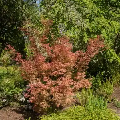 Foto von Fächer-Ahorn 'Wilson's Pink Dwarf' (Acer palmatum 'Wilson's Pink Dwarf')