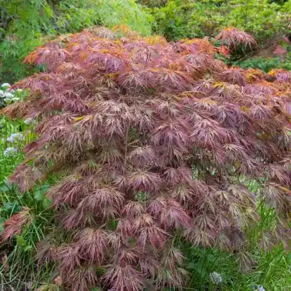 Foto von Fächer-Ahorn 'Crimson Queen' (Acer palmatum 'Crimson Queen')