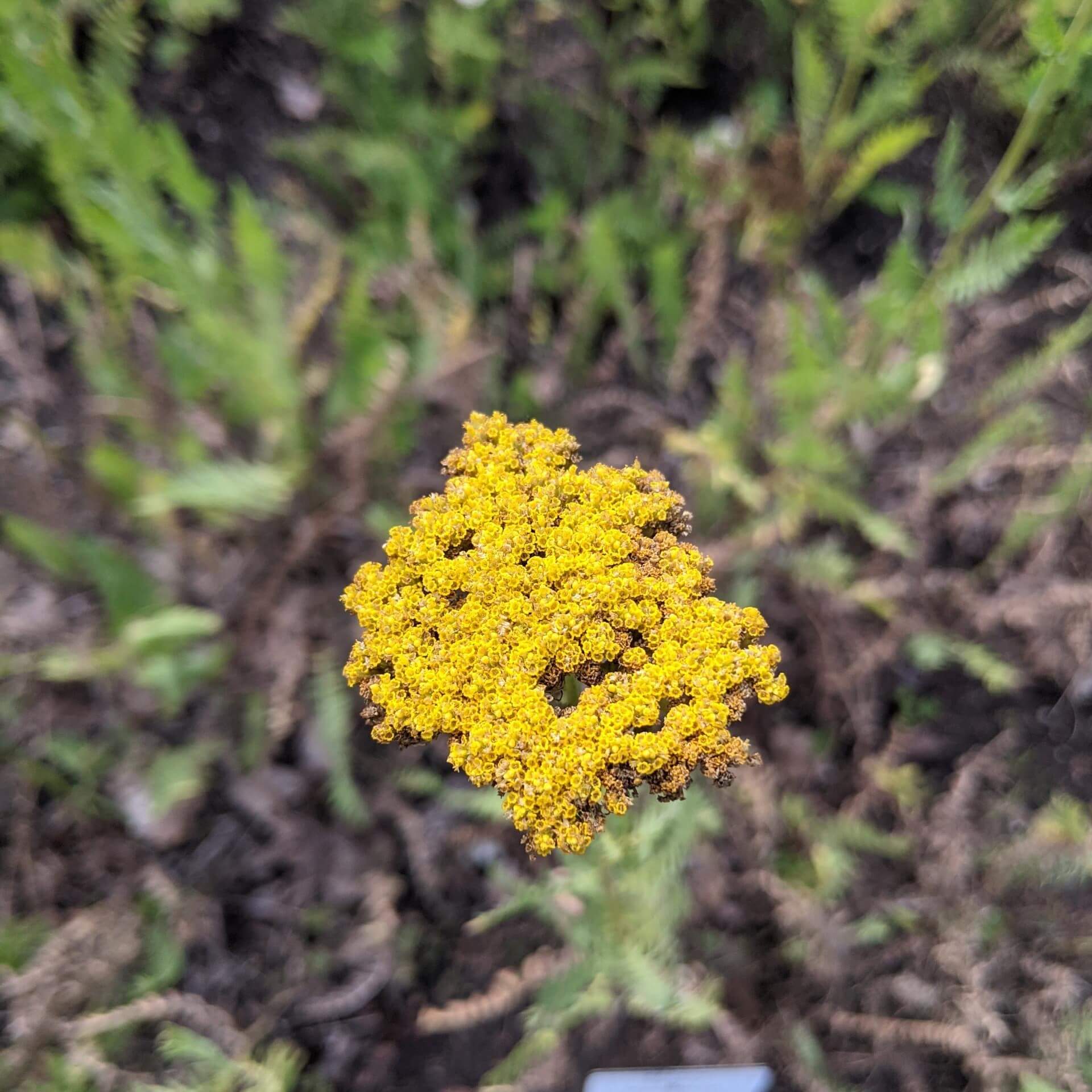 Goldgarbe (Achillea filipendulina)