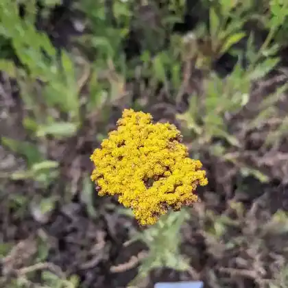Foto von Goldgarbe (Achillea filipendulina)