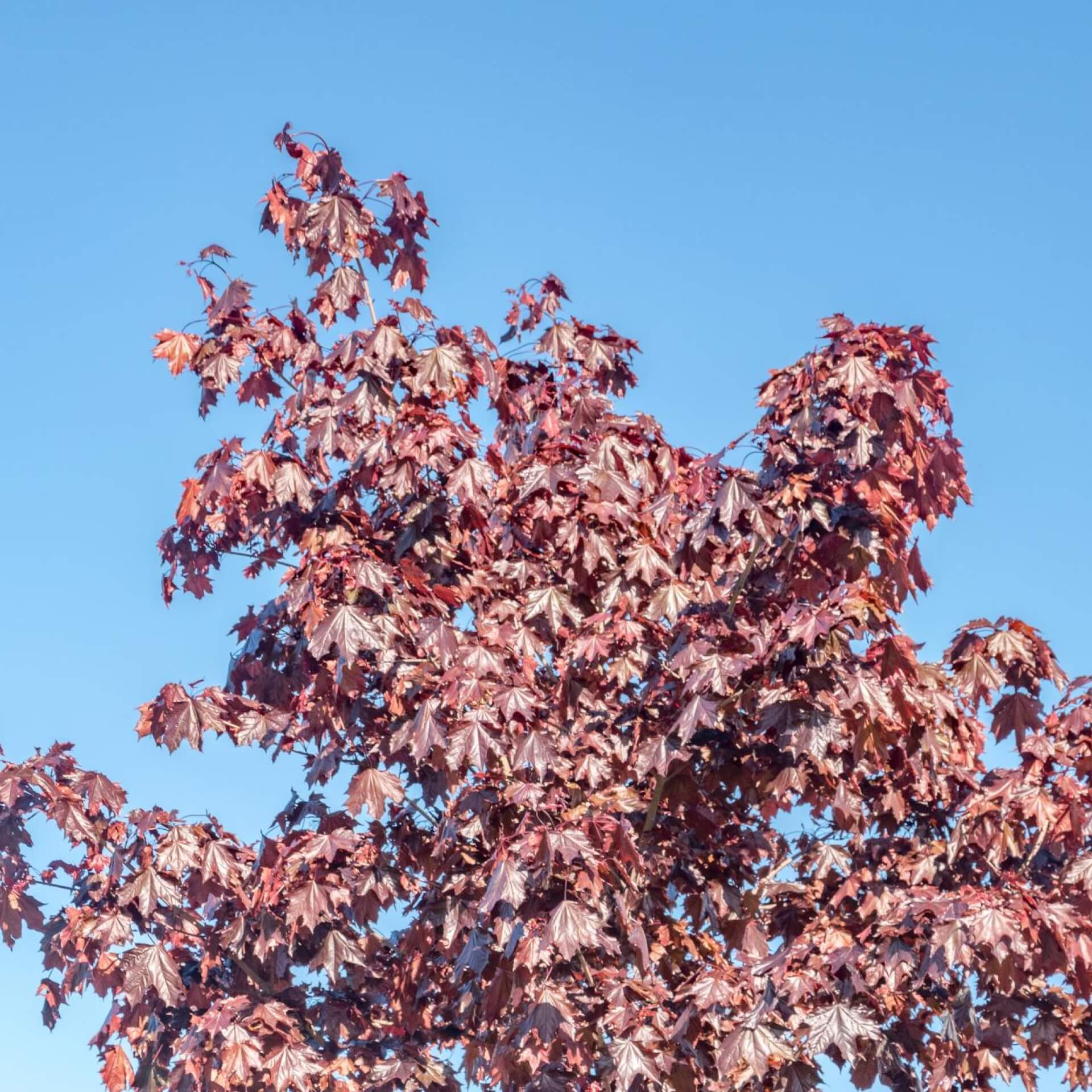 Blut-Ahorn 'Crimson Sentry' (Acer platanoides 'Crimson Sentry')