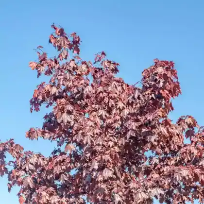 Foto von Blut-Ahorn 'Crimson Sentry' (Acer platanoides 'Crimson Sentry')