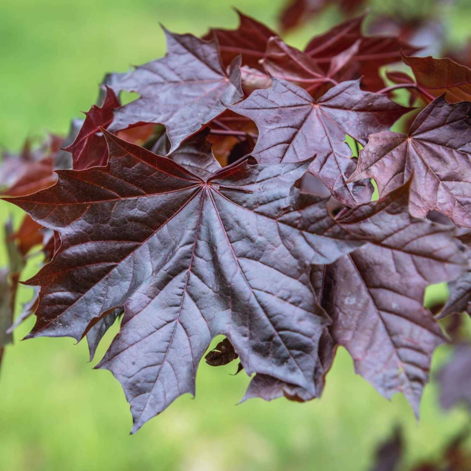 Ahorn 'Emerald Queen' (Acer platanoides 'Emerald Queen')