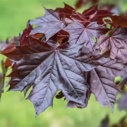 Foto von Ahorn 'Emerald Queen' (Acer platanoides 'Emerald Queen')
