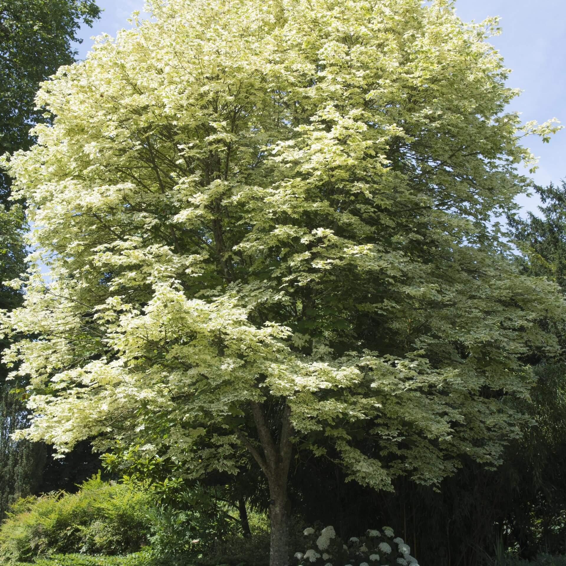 Spitzahorn 'Drummondii' (Acer platanoides 'Drummondii')