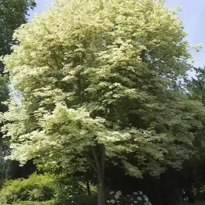 Foto von Spitzahorn 'Drummondii' (Acer platanoides 'Drummondii')