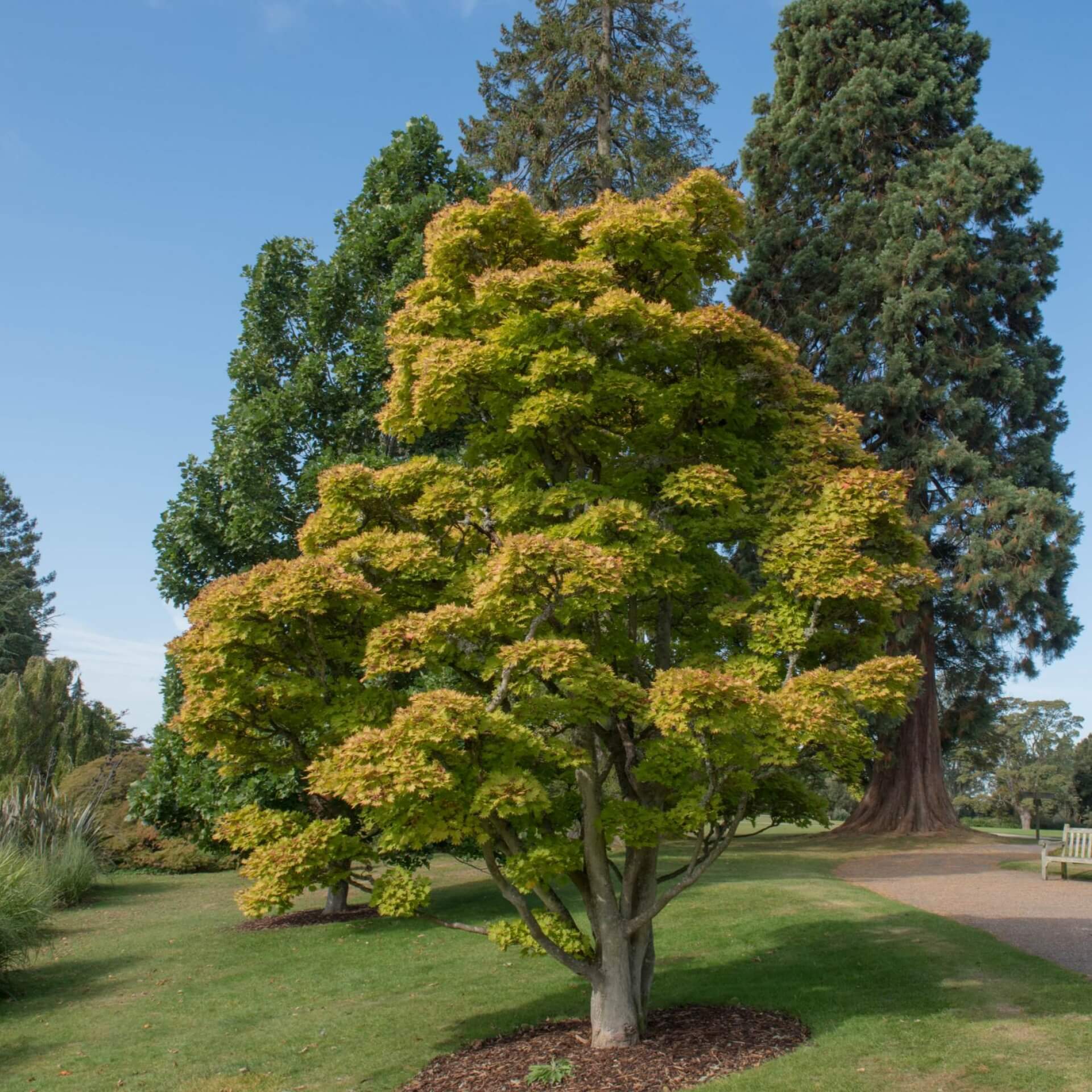 Fächerahron 'Aureum' (Acer shirasawanum 'Aureum')