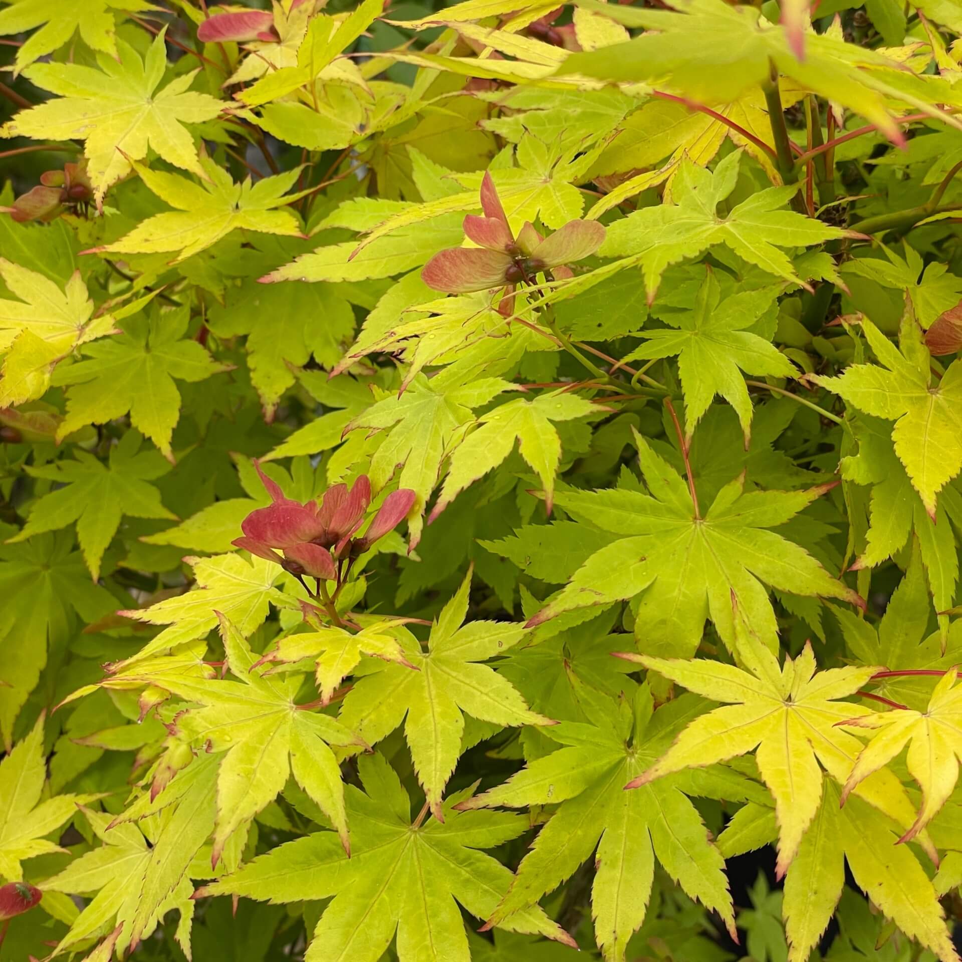 Fächerahron 'Aureum' (Acer shirasawanum 'Aureum')