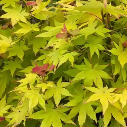 Foto von Fächerahron 'Aureum' (Acer shirasawanum 'Aureum')