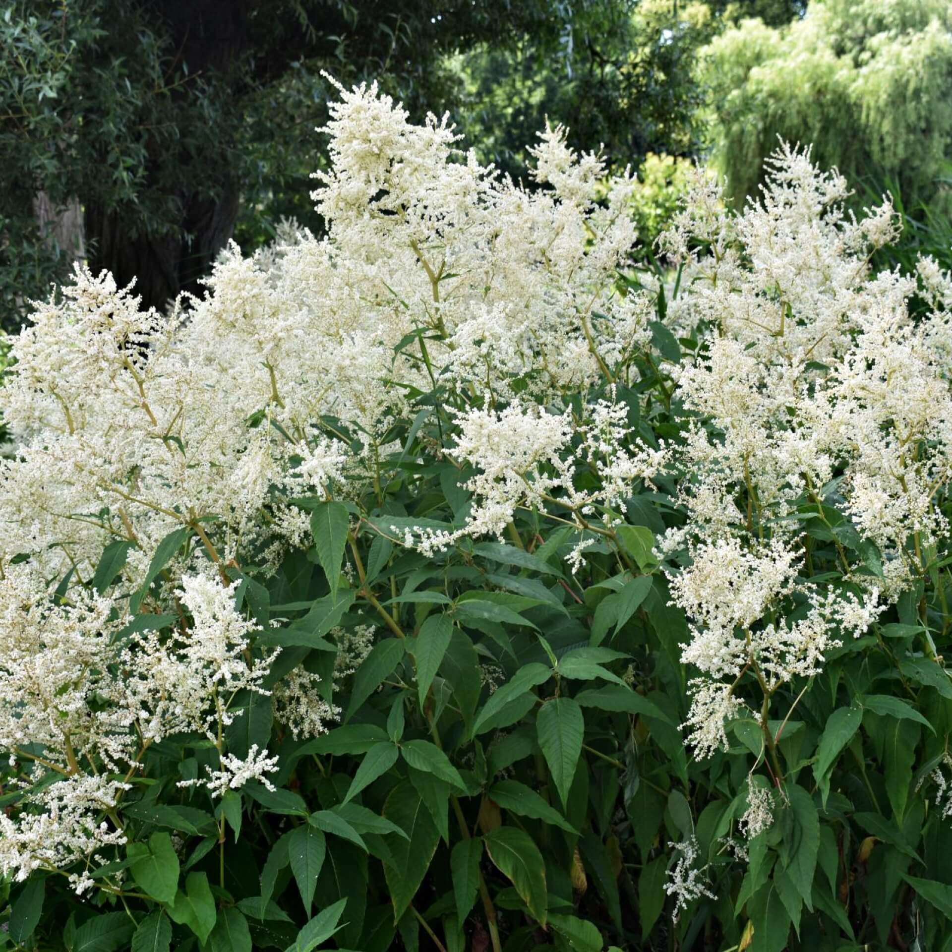 Japanische Prachtspiere 'Deutschland' (Astilbe japonica 'Deutschland')