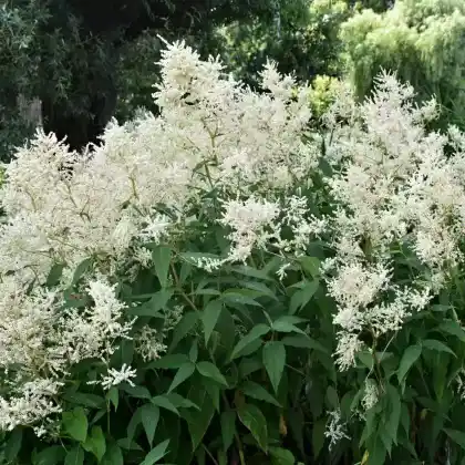 Foto von Japanische Prachtspiere 'Deutschland' (Astilbe japonica 'Deutschland')