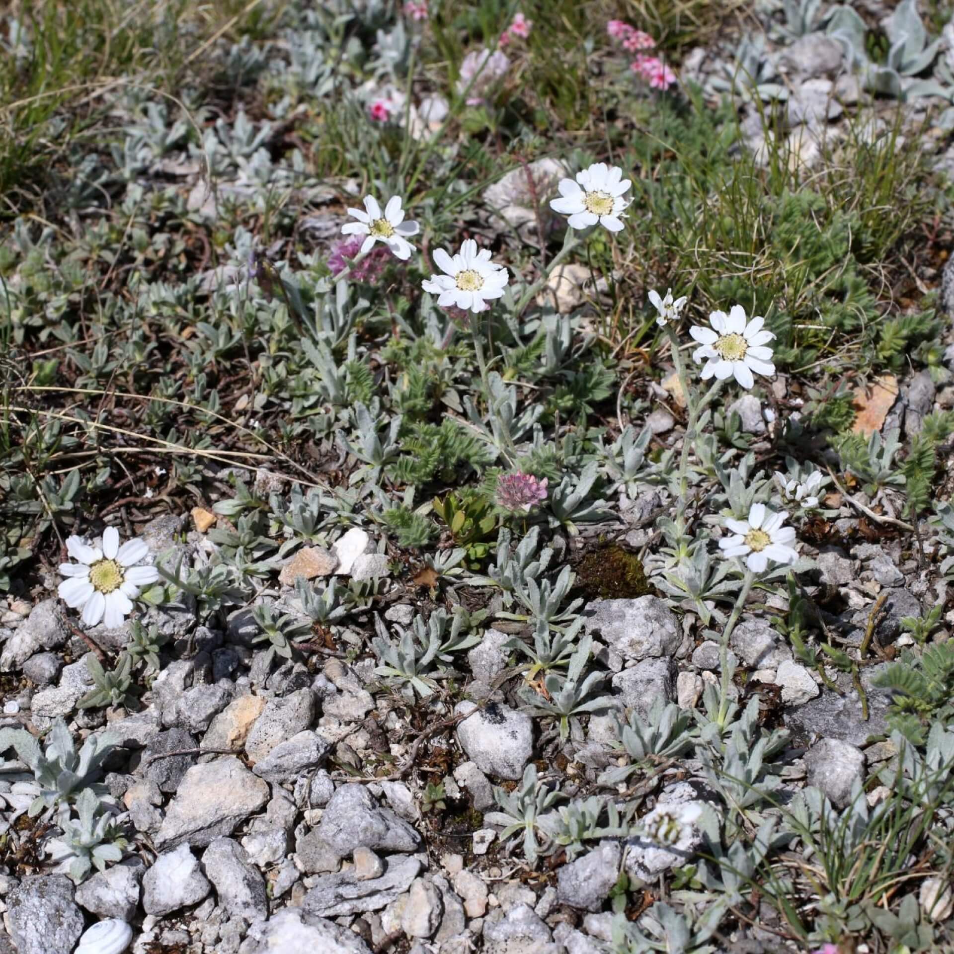 Dalmatiner-Silbergarbe (Achillea ageratifolia)