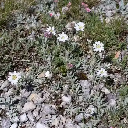 Foto von Dalmatiner-Silbergarbe (Achillea ageratifolia)