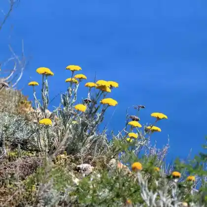 Foto von Goldquirl-Schafgarbe (Achillea clypeolata)