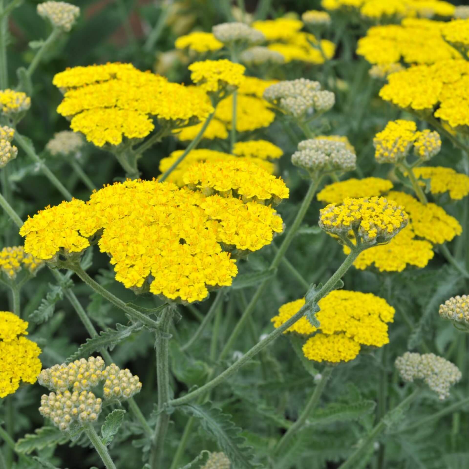 Goldquirl-Schafgarbe 'Moonshine' (Achillea clypeolata 'Moonshine')