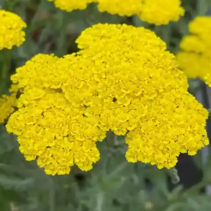 Foto von Goldquirl-Schafgarbe 'Moonshine' (Achillea clypeolata 'Moonshine')