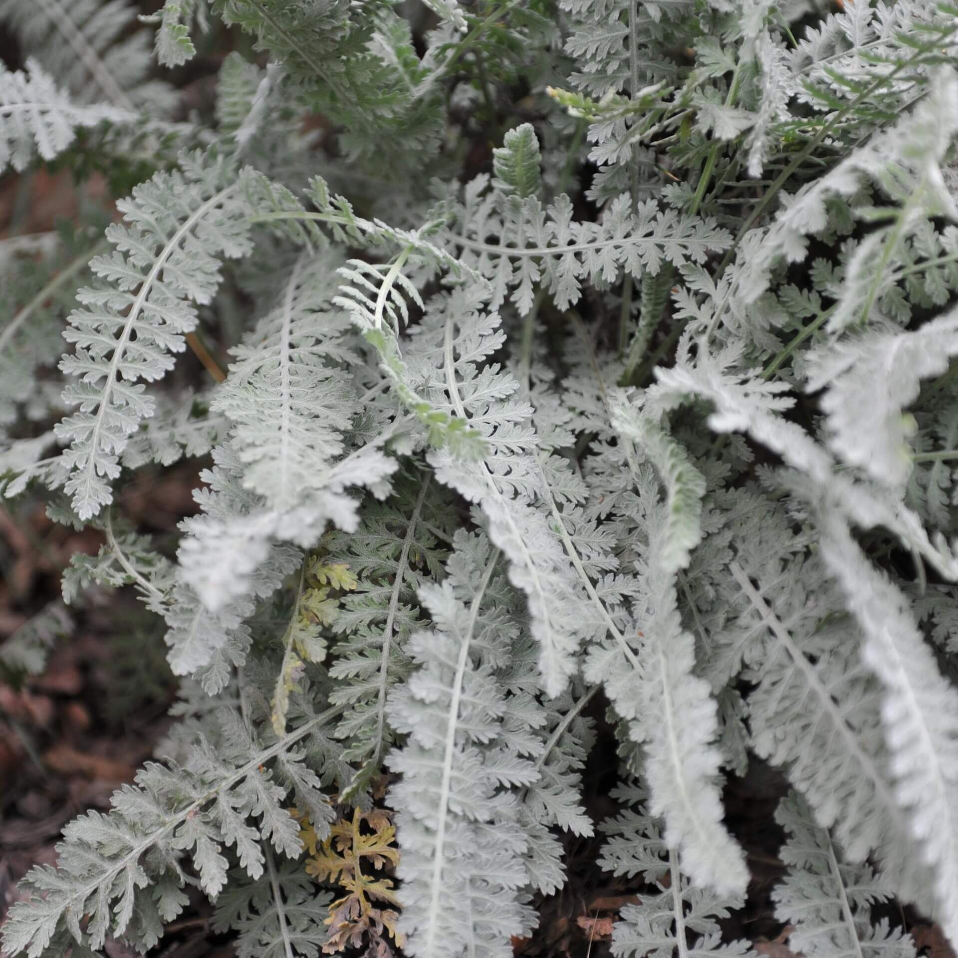 Goldquirl-Schafgarbe 'Schwellenburg' (Achillea clypeolata 'Schwellenburg')