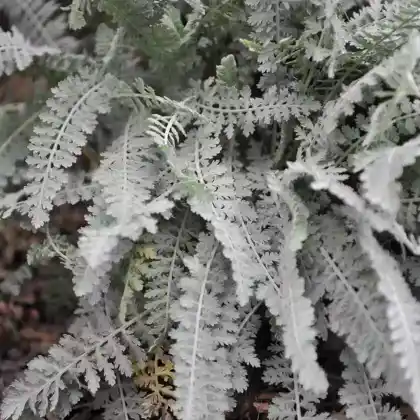Foto von Goldquirl-Schafgarbe 'Schwellenburg' (Achillea clypeolata 'Schwellenburg')