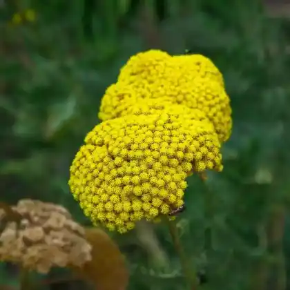 Foto von Goldgarbe 'Cloth of Gold' (Achillea filipendulina 'Cloth of Gold')