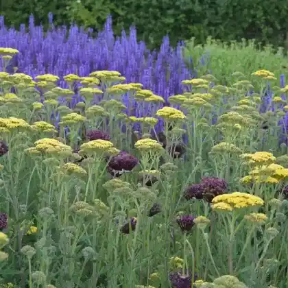 Foto von Goldgarbe 'Hella Glashoff' (Achillea filipendulina 'Hella Glashoff')